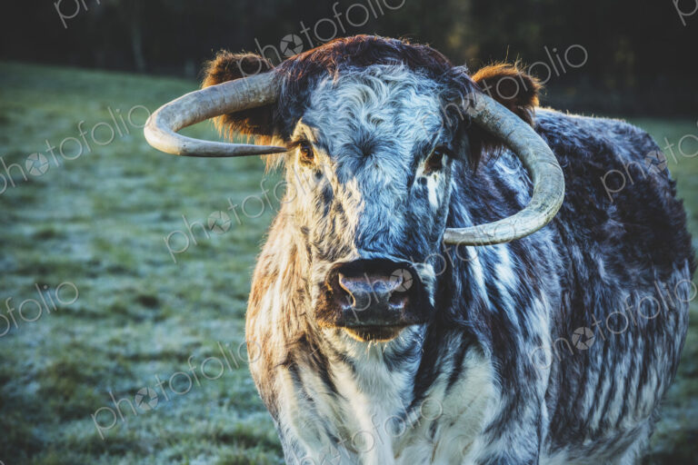 English Longhorn cow standing on a pasture, looking at camera.