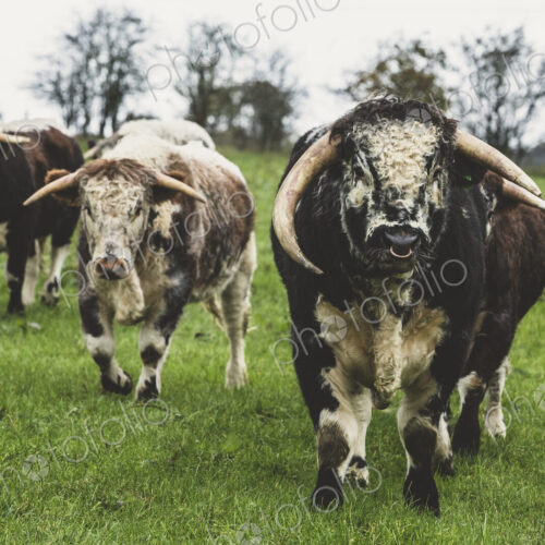 English Longhorn cows and bull standing on a pasture, looking at camera. English Longhorn cows and bull standing on a pasture, looking at camera.