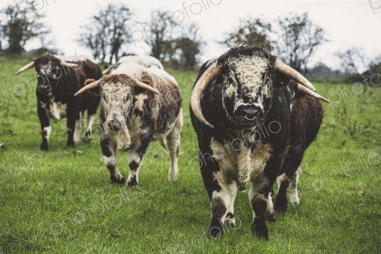 English Longhorn cows and bull standing on a pasture, looking at camera.