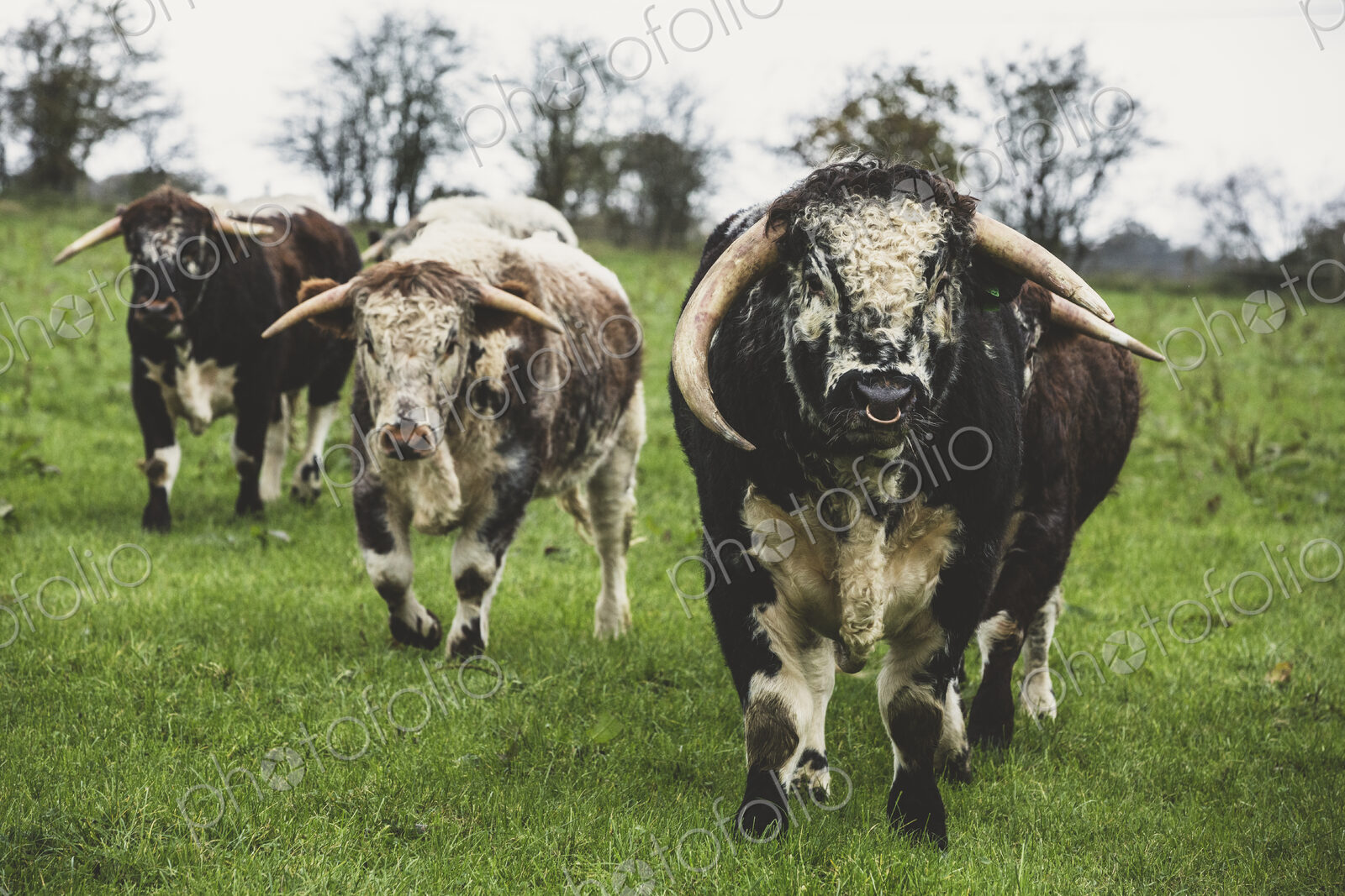 English Longhorn cows and bull standing on a pasture, looking at camera.