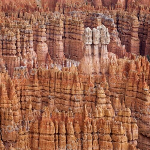 Eroded hoodoos in Bryce Canyon rise like ancient spires from the canyon floor,…