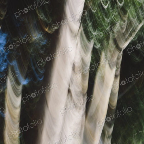 Eucalyptus trees in a forest, blurred focus. Sturdy straight trunks. Eucalyptus trees in a forest, blurred focus. Sturdy straight trunks.