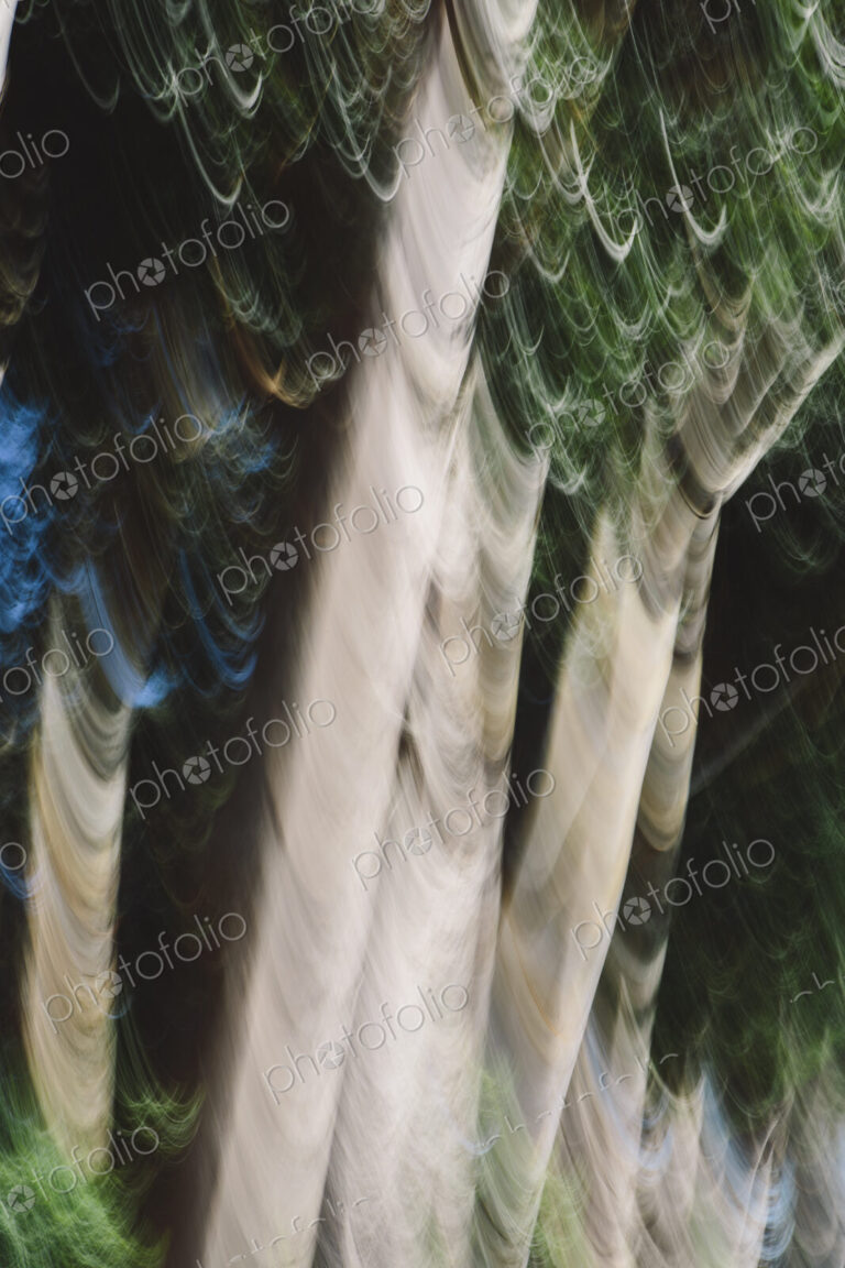 Eucalyptus trees in a forest, blurred focus. Sturdy straight trunks.