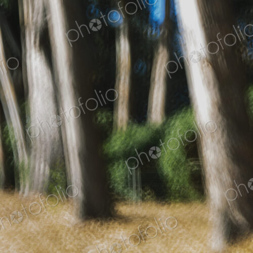 Eucalyptus trees in a forest, blurred focus. Sturdy straight trunks. Eucalyptus trees in a forest, blurred focus. Sturdy straight trunks.