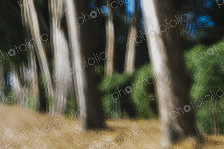 Eucalyptus trees in a forest, blurred focus. Sturdy straight trunks.
