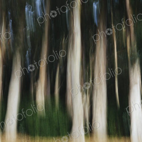 Eucalyptus trees in the forest, blurred focus, tall straight tree trunks. Eucalyptus trees in the forest, blurred focus, tall straight tree trunks.
