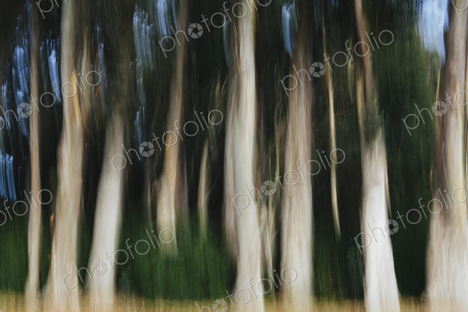 Eucalyptus trees in the forest, blurred focus, tall straight tree trunks.