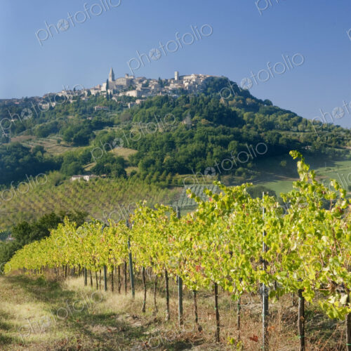 Europe, Italy, Umbria, Todi, Vineyard with Todi Town in the Background Europe, Italy, Umbria, Todi, Vineyard with Todi Town in the Background