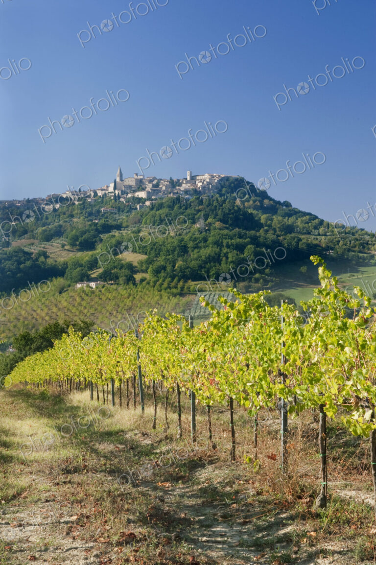 Europe, Italy, Umbria, Todi, Vineyard with Todi Town in the Background