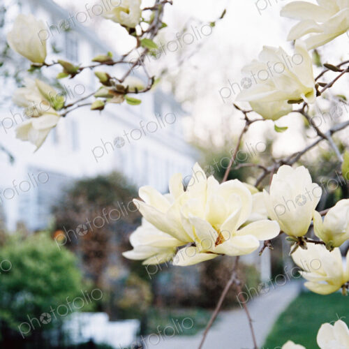 Exterior view of hotel and restaurant, and creamy blossom of flowering magnolia tree Exterior view of hotel and restaurant, and creamy blossom of flowering magnolia tree