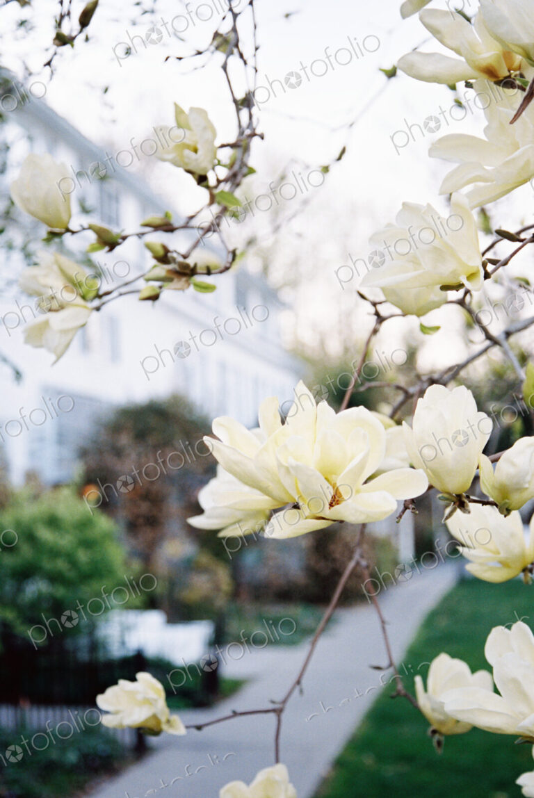 Exterior view of hotel and restaurant, and creamy blossom of flowering magnolia tree