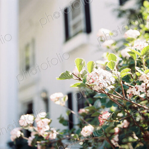 Exterior view of hotel and restaurant, with flowering roses and magnolia in the garden. Exterior view of hotel and restaurant, with flowering roses and magnolia in the garden.