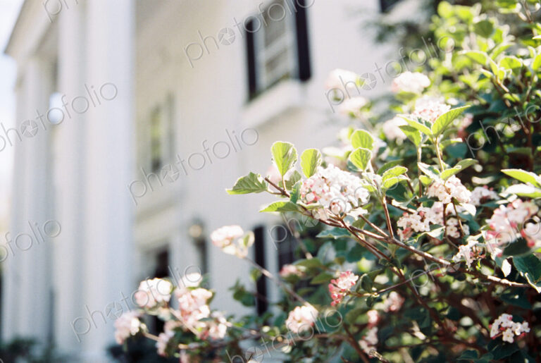 Exterior view of hotel and restaurant, with flowering roses and magnolia in the garden.