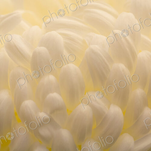 Extreme close up of the cuved shaped white flower petals, a Chrysanthemum.