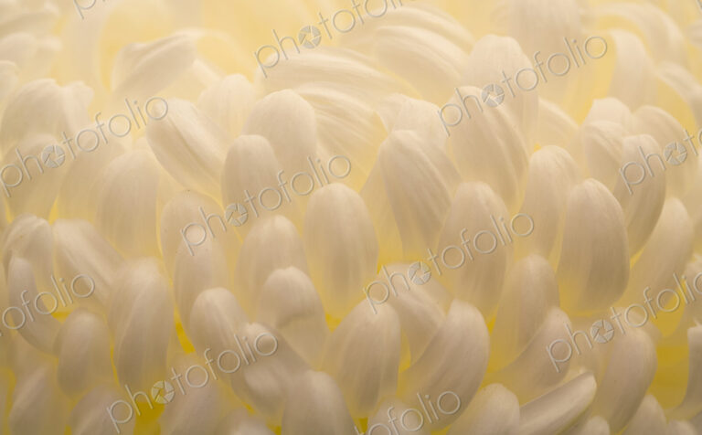 Extreme close up of the cuved shaped white flower petals, a Chrysanthemum.