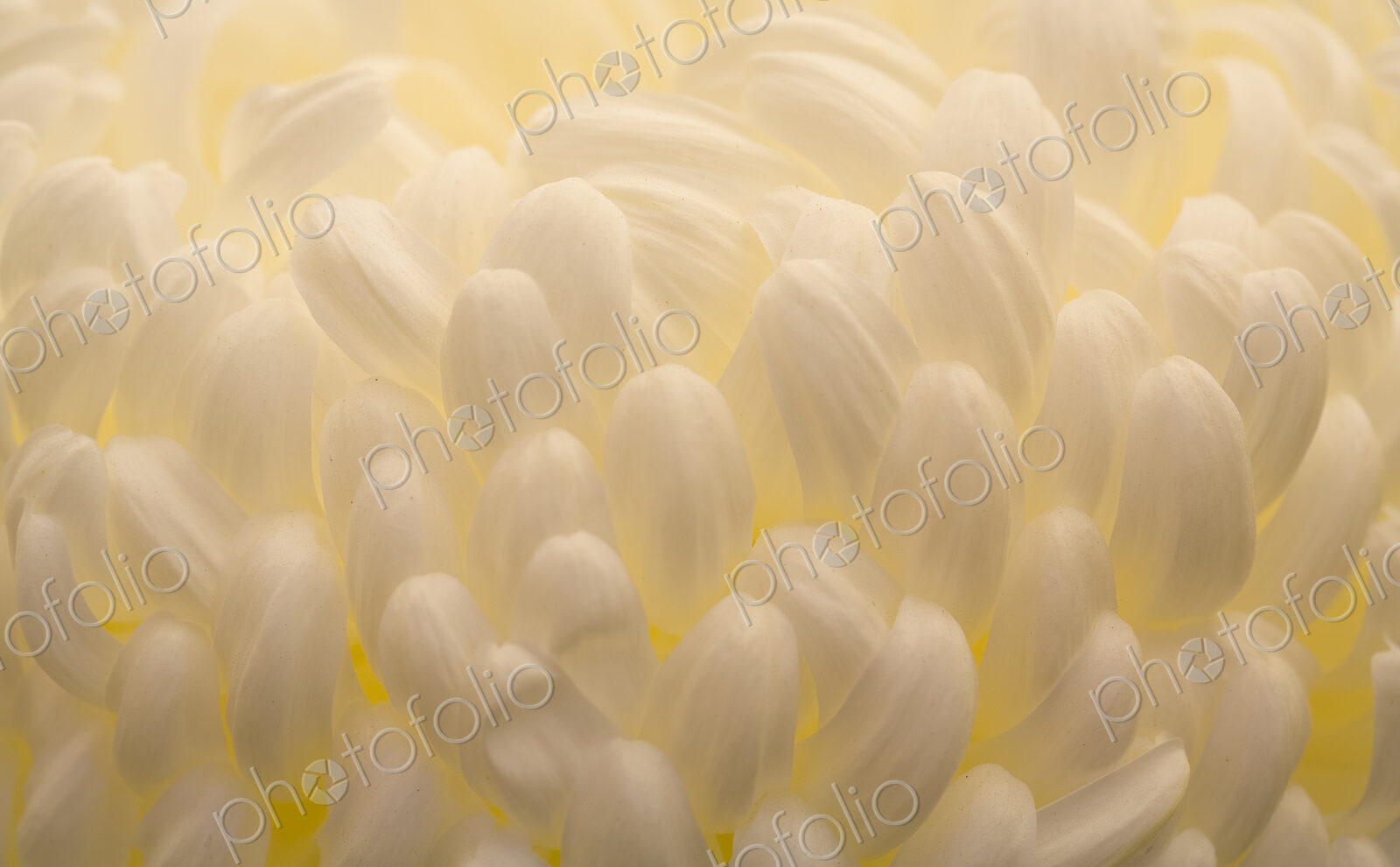 Extreme close up of the cuved shaped white flower petals, a Chrysanthemum.