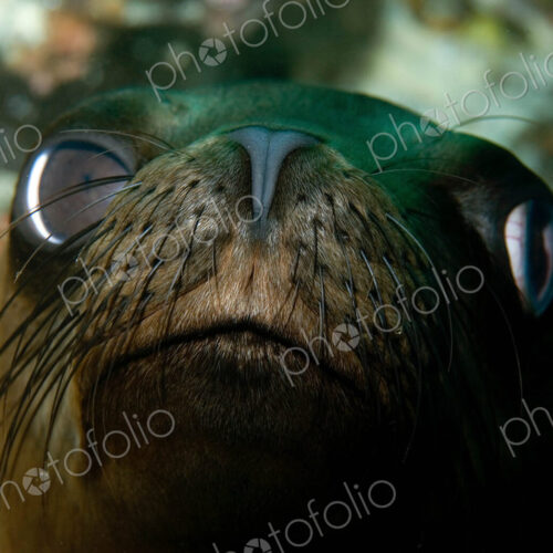 Face of a Fur Seal, close up. Galapagos fur seal,arnivora,Pinnipedia Otariidae. Face of a Fur Seal, close up. Galapagos fur seal,arnivora,Pinnipedia Otariidae.