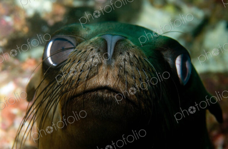Face of a Fur Seal, close up. Galapagos fur seal,arnivora,Pinnipedia Otariidae.