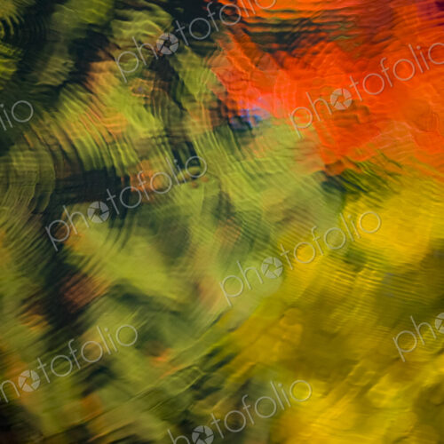 Fall colors reflected on pond, Washington Park Arboretum, Seattle, WA, USAArboretum,… Fall colors reflected on pond, Washington Park Arboretum, Seattle, WA, USAArboretum,…