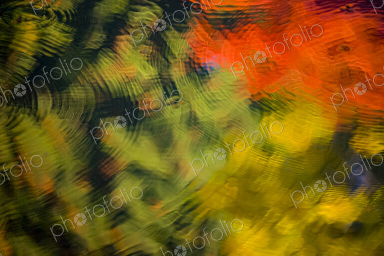 Fall colors reflected on pond, Washington Park Arboretum, Seattle, WA, USAArboretum,…