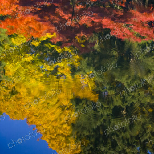 Fall colours reflected on pond, Washington Park Arboretum, Seattle, WA, USA Fall colours reflected on pond, Washington Park Arboretum, Seattle, WA, USA