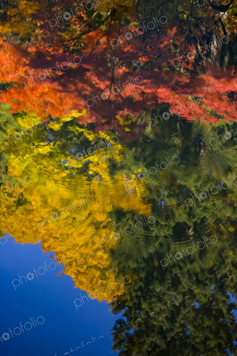 Fall colours reflected on pond, Washington Park Arboretum, Seattle, WA, USA