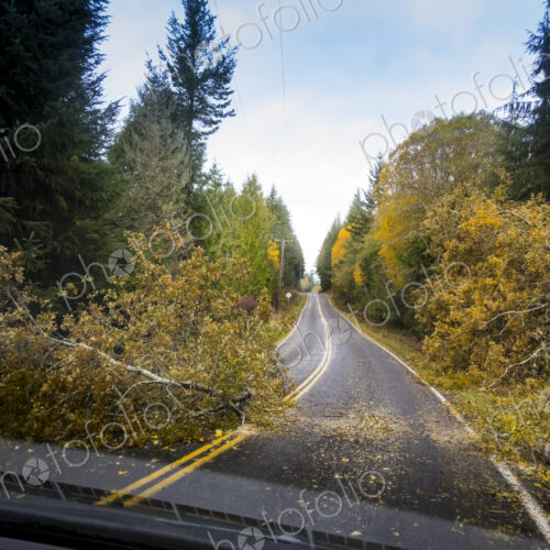 Fallen tree across a road, view from the driver's seat of a car.