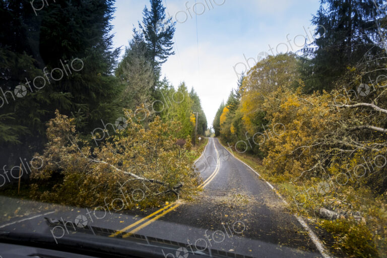 Fallen tree across a road, view from the driver's seat of a car.