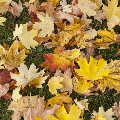 Fallen yellow autumn leaves on grass in Tokyo, Japan Fallen yellow autumn leaves on grass in Tokyo, Japan