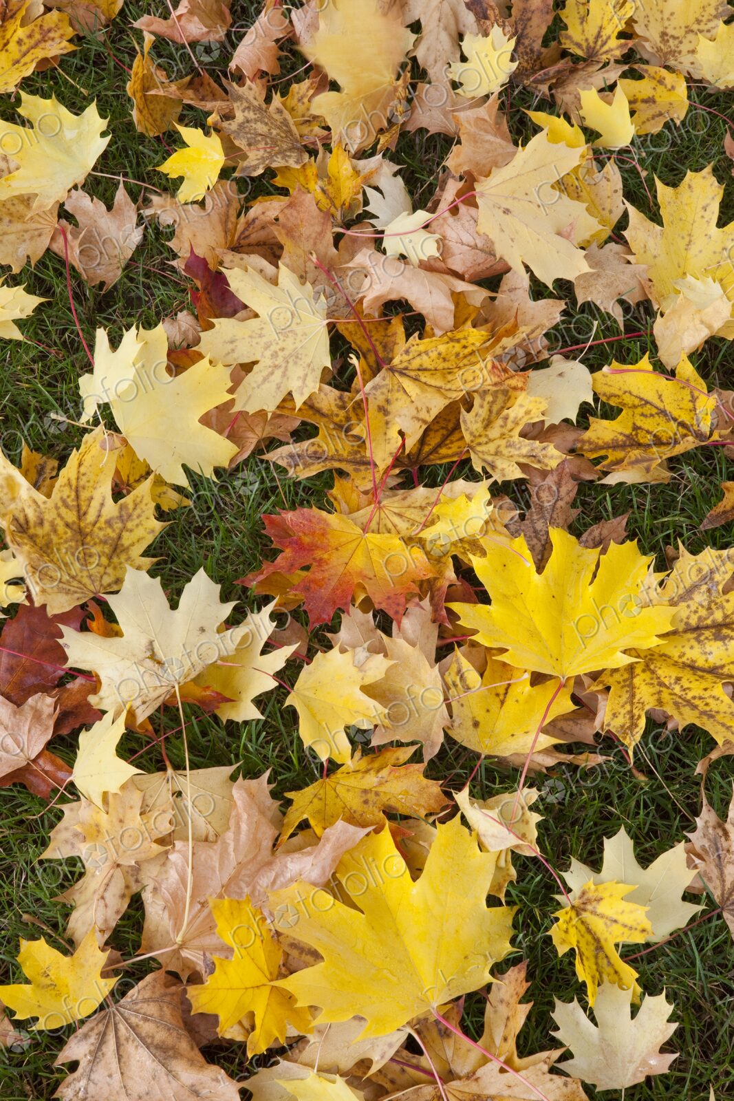Fallen yellow autumn leaves on grass in Tokyo, Japan