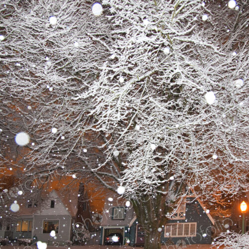 Falling Snow in a Neighborhood Falling Snow in a Neighborhood