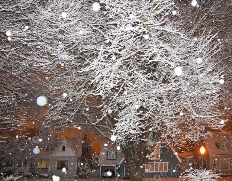 Falling Snow in a Neighborhood