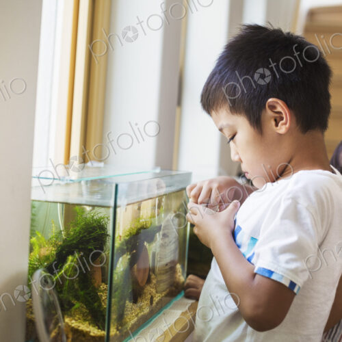 Family home. A boy feeding the fish in a tropical fish tank on a windowsill.