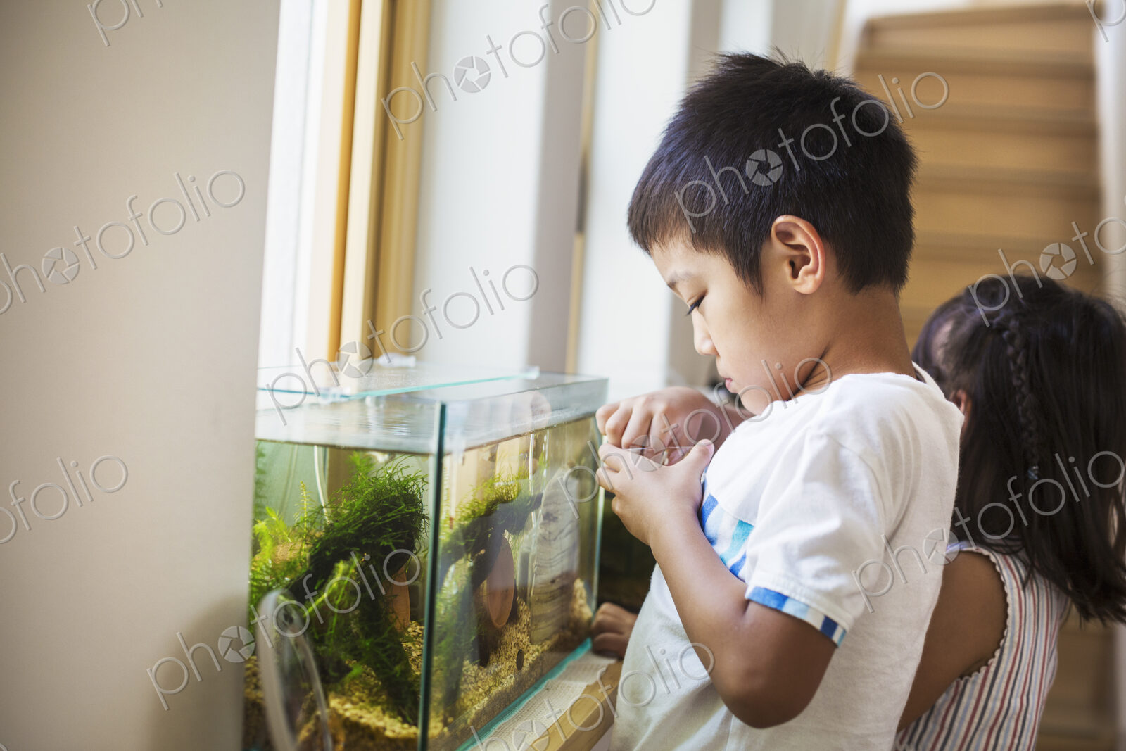 Family home. A boy feeding the fish in a tropical fish tank on a windowsill.