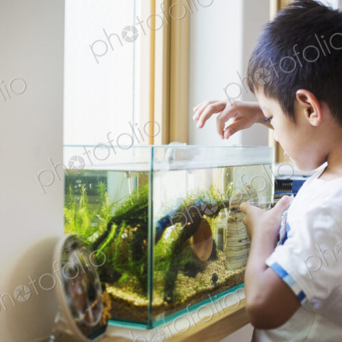 Family home. A boy feeding the fish in a tropical fish tank on a windowsill.