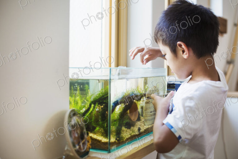 Family home. A boy feeding the fish in a tropical fish tank on a windowsill.