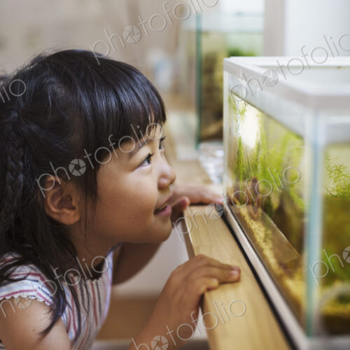 Family home. A girl looking at the fish in a tank on a windowsill.