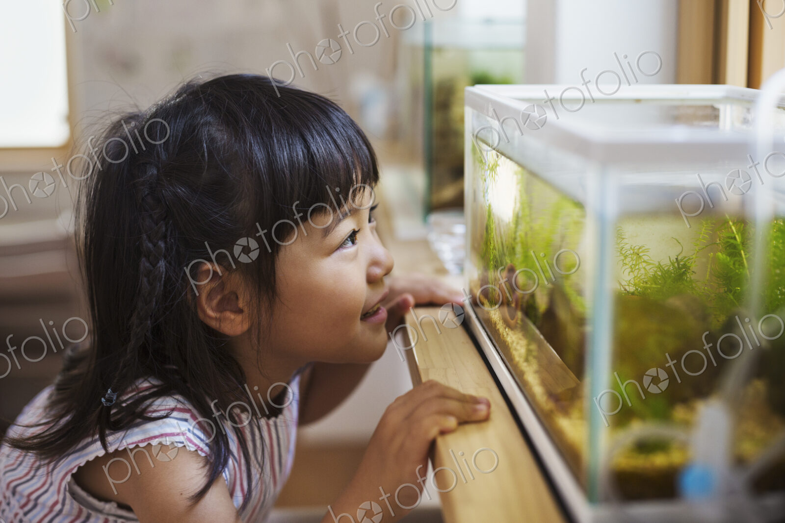 Family home. A girl looking at the fish in a tank on a windowsill.