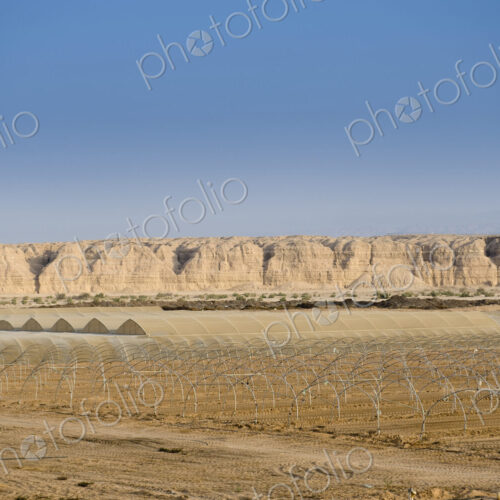 Farm in the Israeli Desert