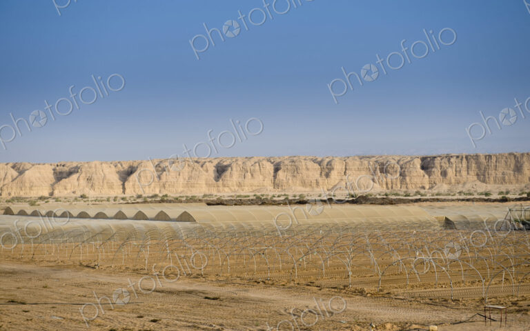 Farm in the Israeli Desert