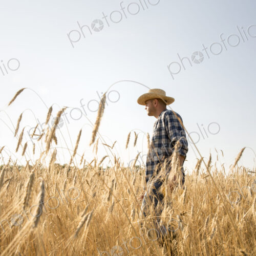 Farmer in a checked shirt and a hat in a cornfield