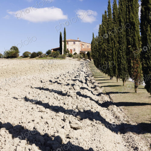 Farmhouse and Cypress Trees