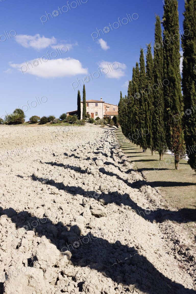 Farmhouse and Cypress Trees