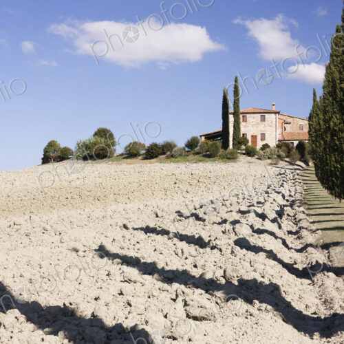 Farmhouse and Cypress Trees