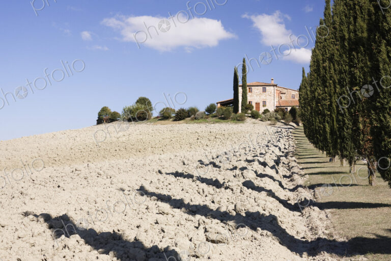 Farmhouse and Cypress Trees