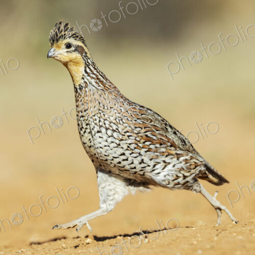 Female Bobwhite Quail Running