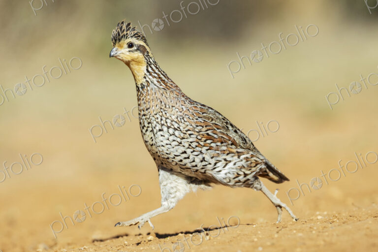 Female Bobwhite Quail Running