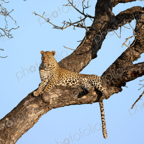 Female Leopard, Panthera leo, resting in a tree.