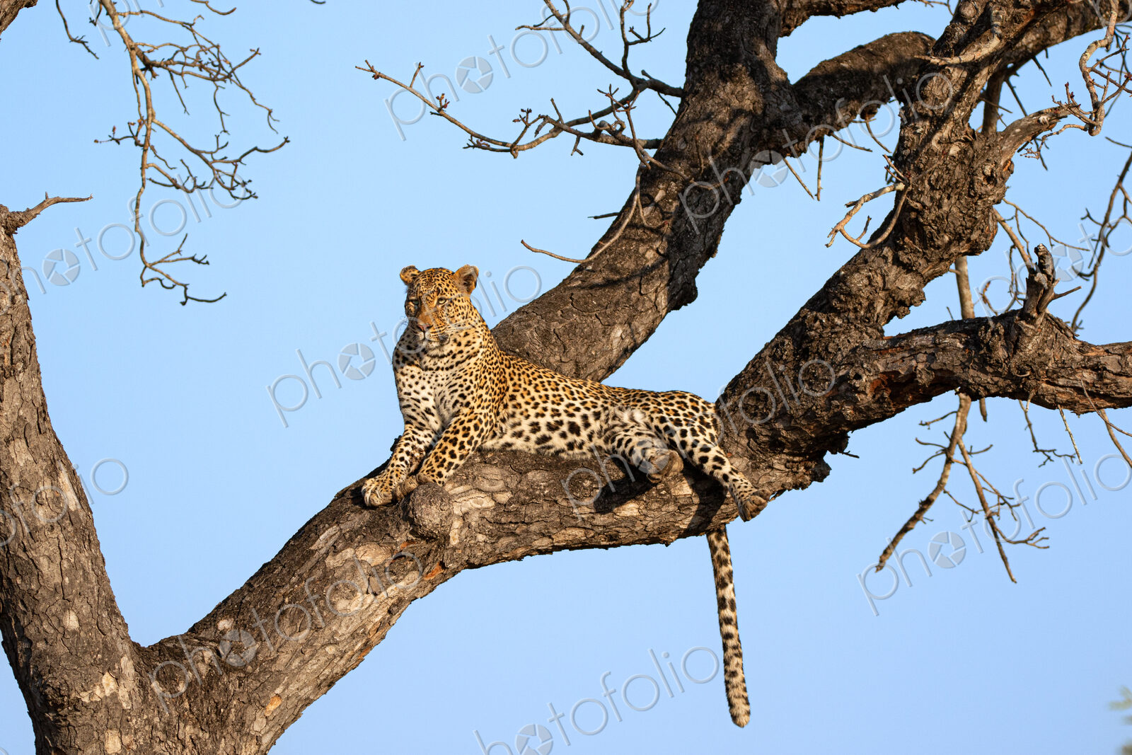 Female Leopard, Panthera leo, resting in a tree.