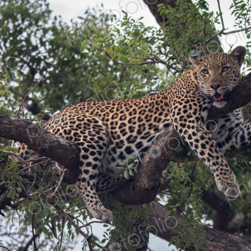 Female Leopard, Panthera leo, resting in a tree.